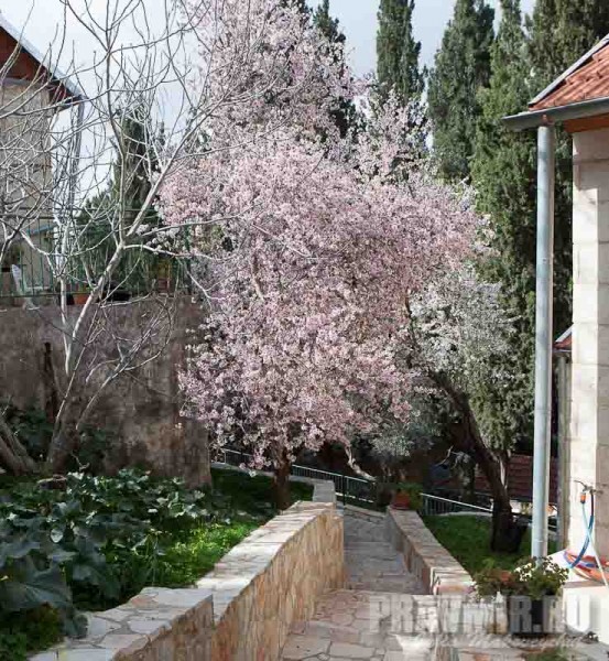 Весной в Горненском цветет розовый миндаль