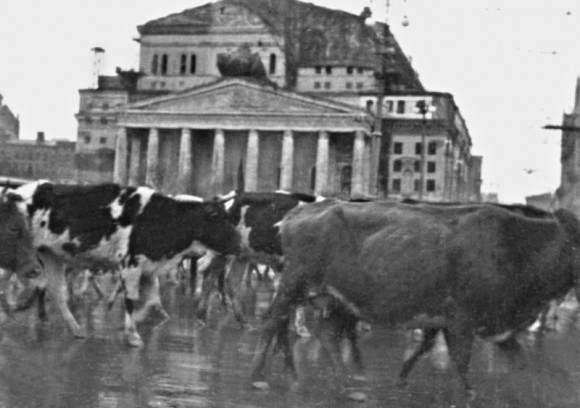 34. Массовая эвакуация скота через Москву. Осень 1941 г. 
