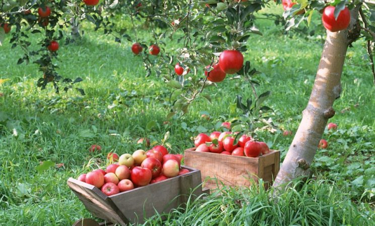 Яблочный Спас в 2017 году