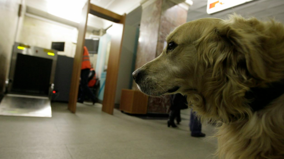 Metro можно ли с собакой