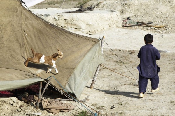 Маленький мальчик убегает от козы, которая в погоне за мальчиком забралась на крышу палатки, где живет его семья. Провинция Пактия, Афганистан, 14  июля 2012 года. (Рейтер / Лукас Джексон)