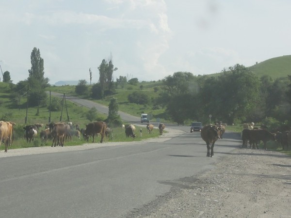 Окрестности станицы Зеленчукская. Коровы гуляют прямо по дорогам.