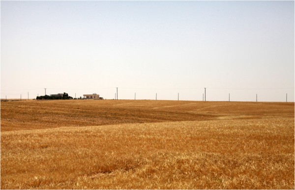 Поля пшеницы в окрестностях Ум-ар-Расаса