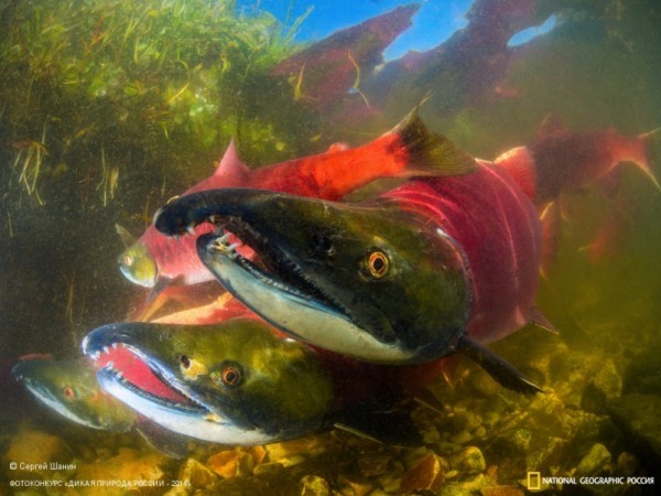 «Нерест красной рыбы». 3-е место в номинации «Подводная съемка». Автор: Сергей Шанин 