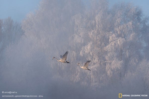 «Лебеди в тумане». 1-ое место в номинации «Птицы». Автор: Закир Умаров. 