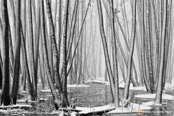 «Март на ольховом болоте». 2-ое место в номинации «Природа в черно-белых тонах». Автор: Юрий Сорокин 