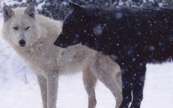 white-wolf-and-black-wolf_98795-1920x1200