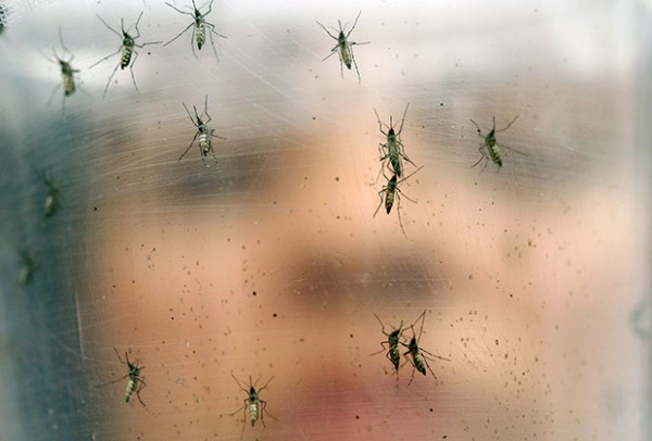 Комары Aedes aegypti. Фото: Andre Penner / AP