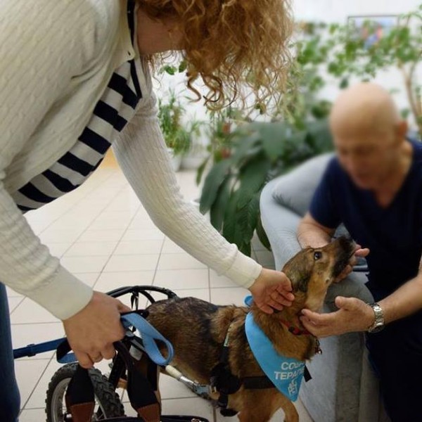 Собака-терапевт во втором московском хосписе