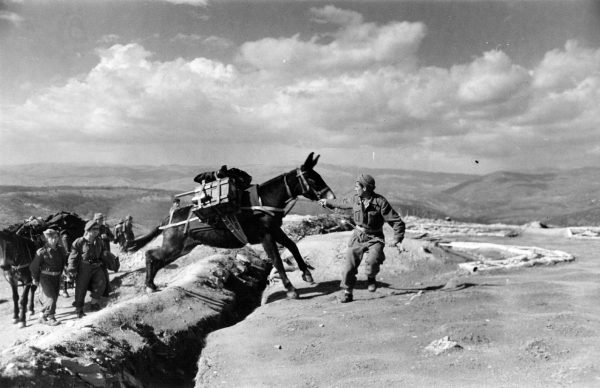 Гражданская война в Греции. 1948 год. Мул несет боеприпасы.