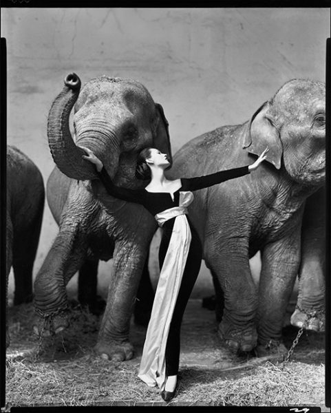 Ричард Аведон. Довима и слоны, вечернее платье от Диор, «Зимний Цирк». Париж, август 1955. 