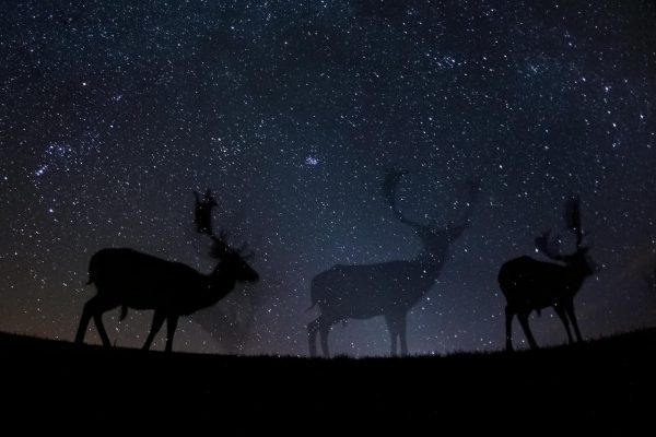 Категория «Природа», третье место в номинации «Фотоистория». Европейские лани на ночной прогулке Фото: Bence Máté