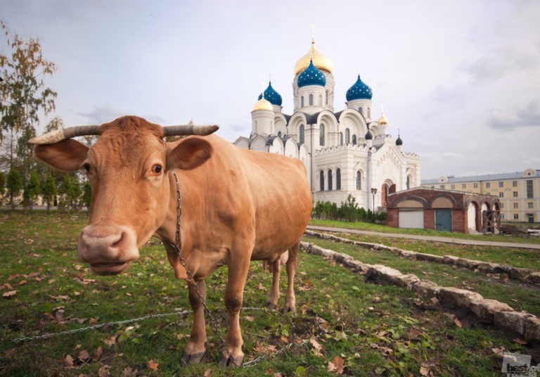 Корова и кресло курица и циркуль штатив и рояль