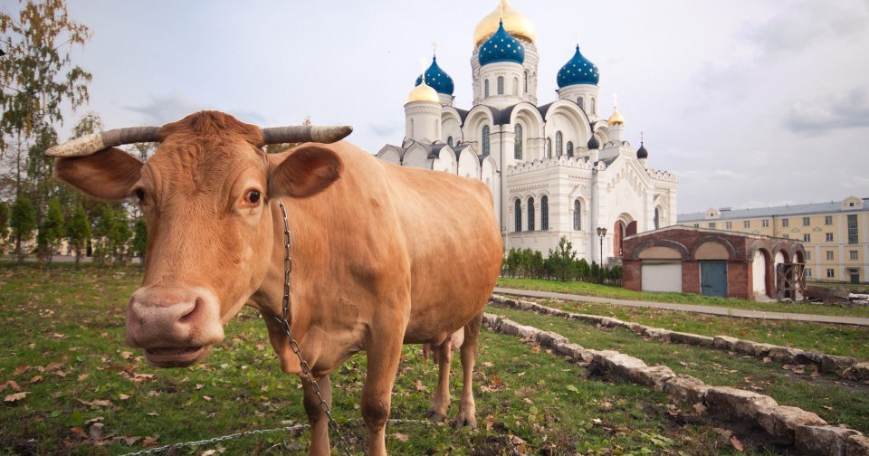 Корова для митрополита