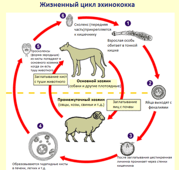 Презентация эхинококкоз животных