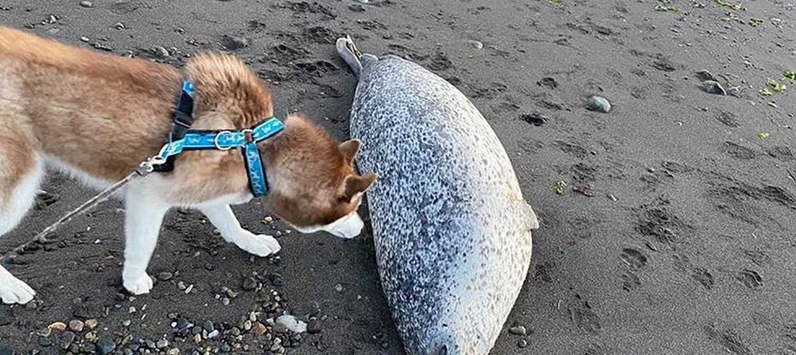 «Животные гибнут, вода мертвая». Катастрофа на Камчатке