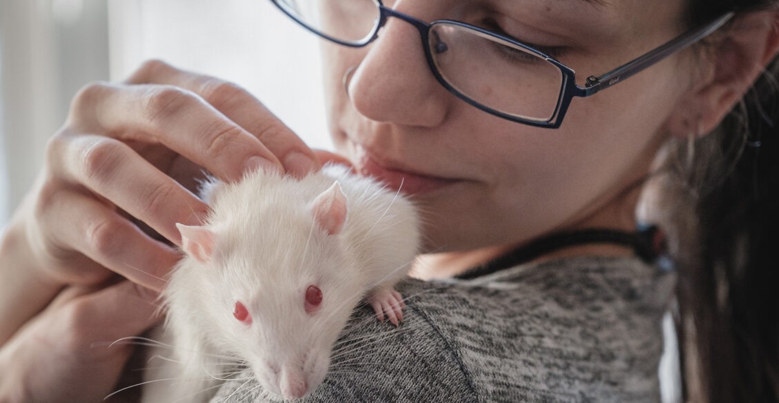 «Крысы людям жизни спасают!» Как волонтеры ищут дом животным из лабораторий