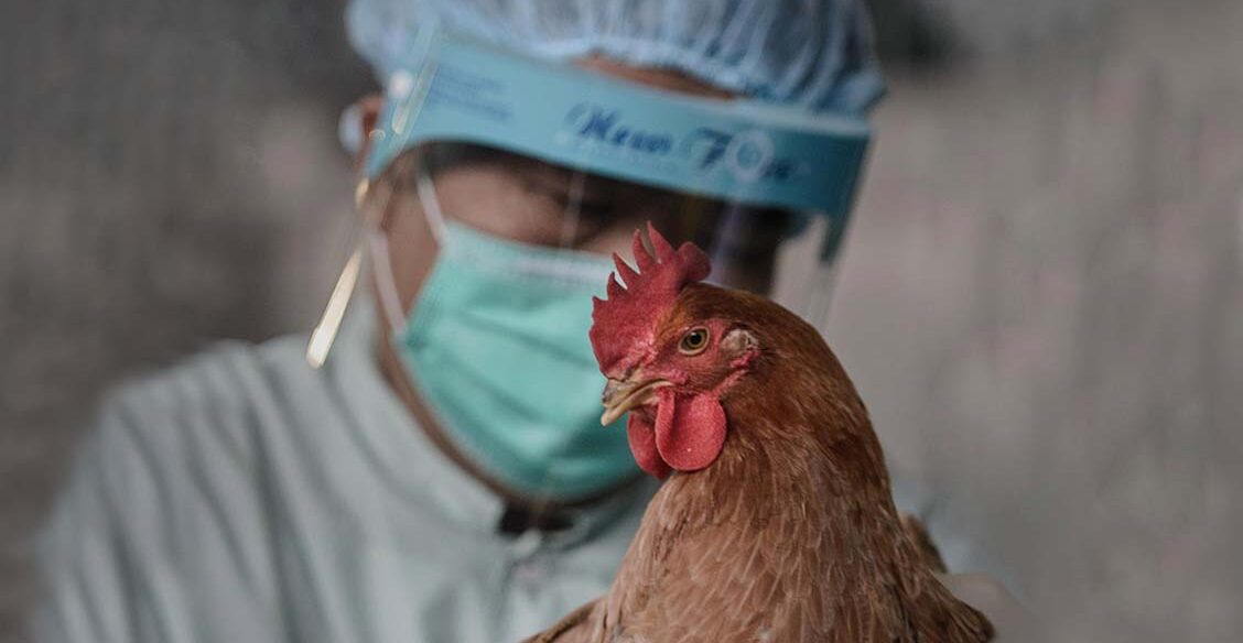 «Вирус рос в кишечнике цыпленка». Как в Гонконге остановили эпидемию птичьего гриппа