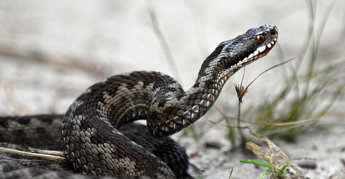 Укусила змея — отсосать яд? Первая помощь и 5 опасных ошибок