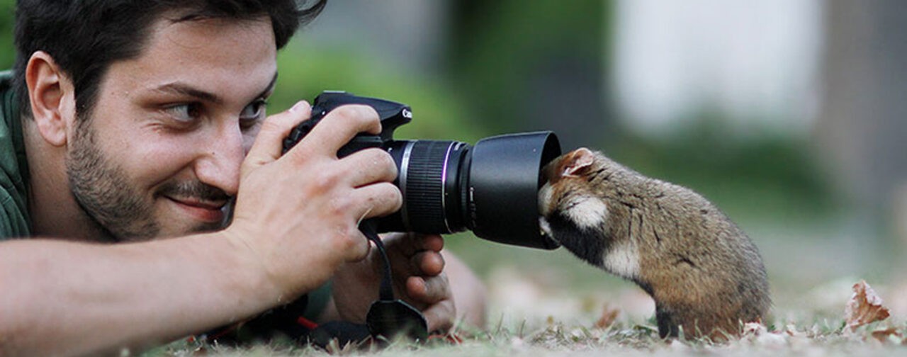 11 фото диких хомяков. Это не опечатка: ДИКИХ