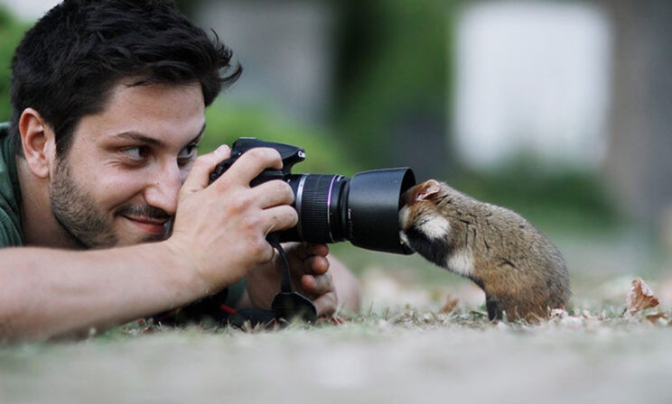 11 фото диких хомяков. Это не опечатка: ДИКИХ