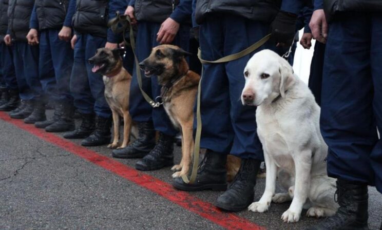 Собаки спасают людей в Турции и Сирии. 15 фото