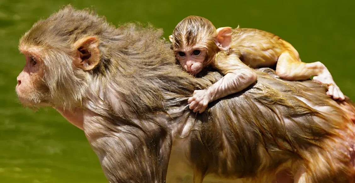 «Мама искупала!» 10 фото из обычной жизни диких животных