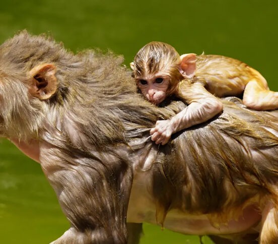 «Мама искупала!» 10 фото из обычной жизни диких животных