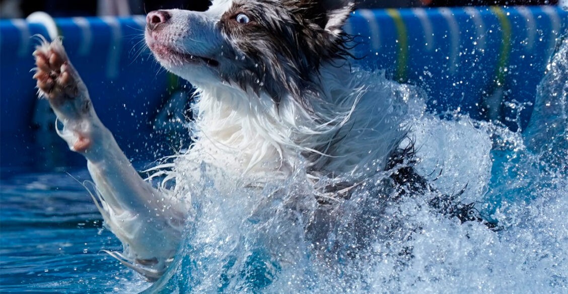 «Смотри, как я ныряю!» 10 забавных фото с выставки собак