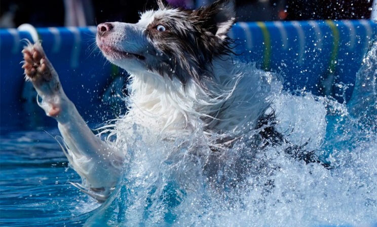«Смотри, как я ныряю!» 10 забавных фото с выставки собак