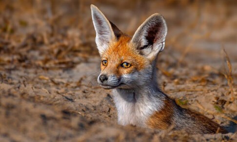 «Собрались как-то лиса, олень и леопард...» 10 невероятных фото диких животных
