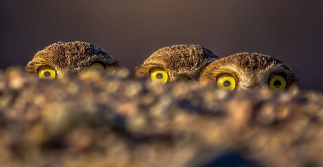 «Улыбаемся и машем!» 10 невероятных фото птиц