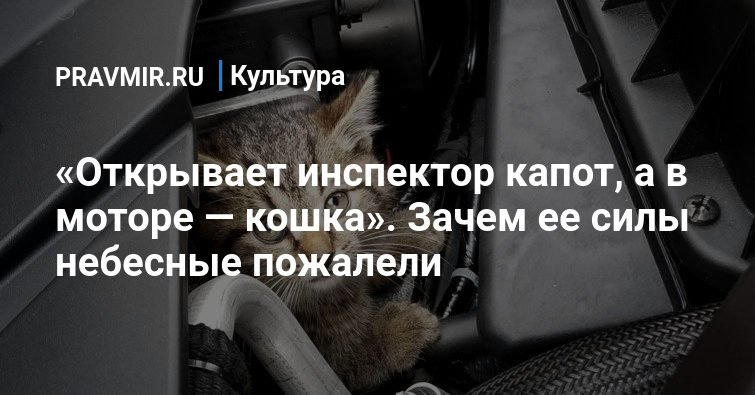 Зачем шумить капот