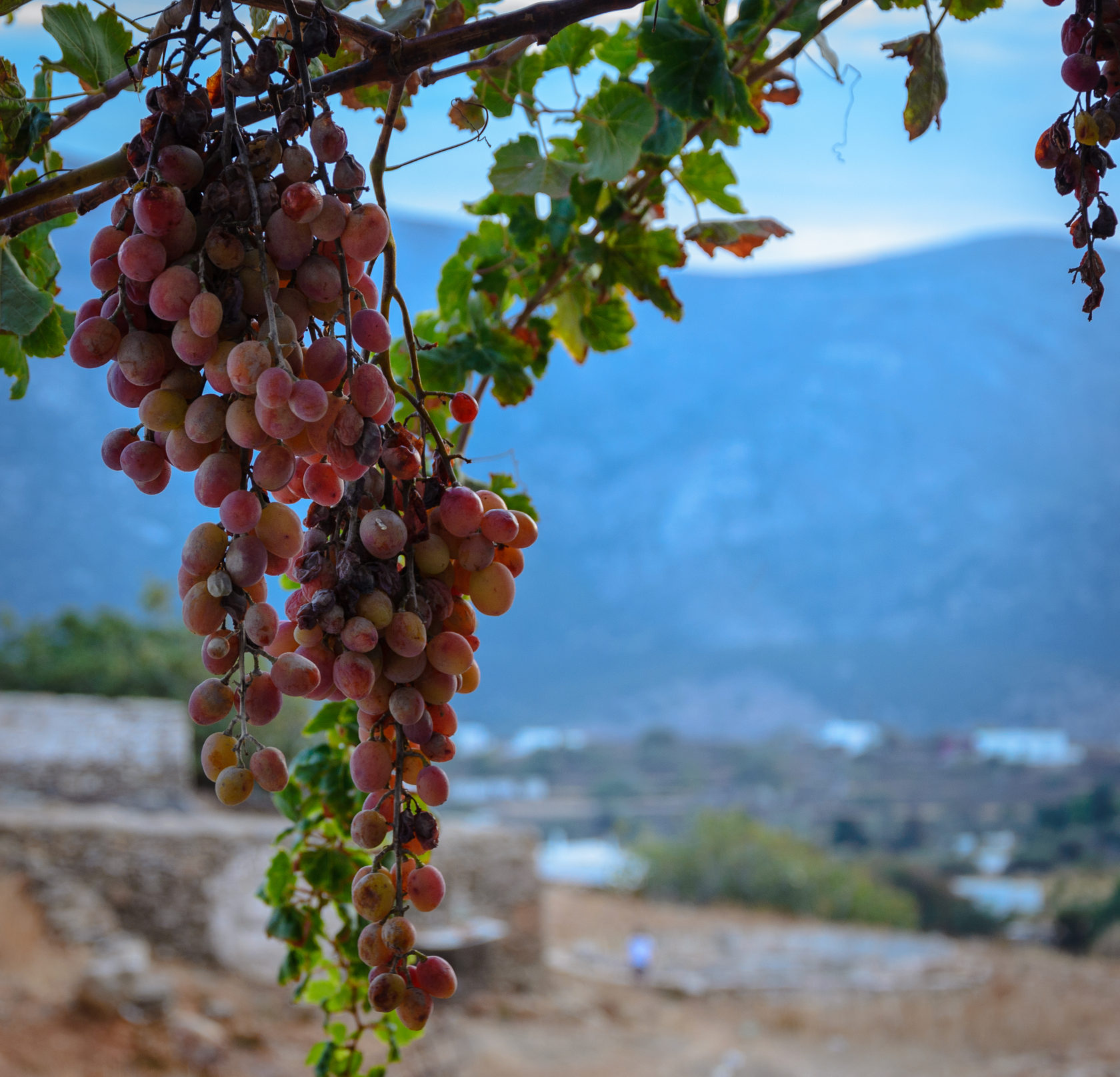 виноград в горах